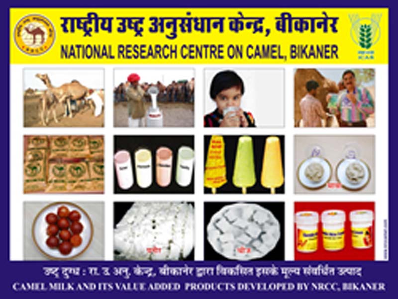 Camel-milk-and-its-value-added-products रेगिस्तान का जहाज़ ऊंट और राईका