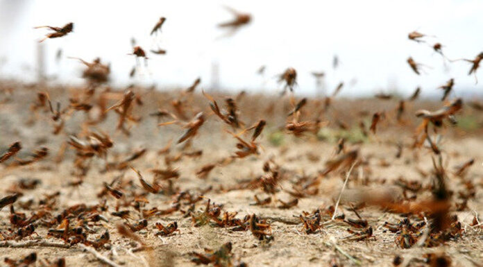 outbreak of locusts
