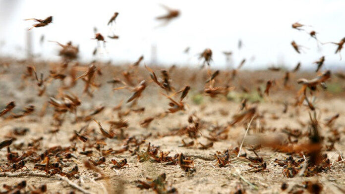 outbreak of locusts