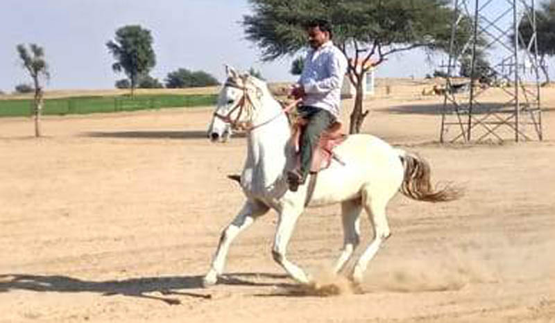 National-Research-Centre-on-Equines-Bikaner-Campus-2 ऊंट उत्सव में होगी घोड़ों की दौड़