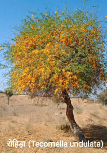 3-210x300 अच्छी खबर, "कोरोना काल में प्रकृति ने दिए अच्छे जमाने के संकेत"