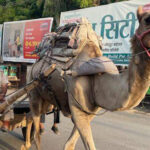 Police officer patrolling the camel cart