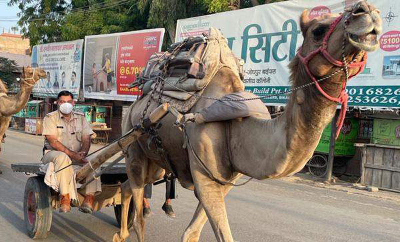 Police officer patrolling the camel cart