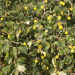 Open auction of plum fruits at Agricultural Research Center on Friday 7 January