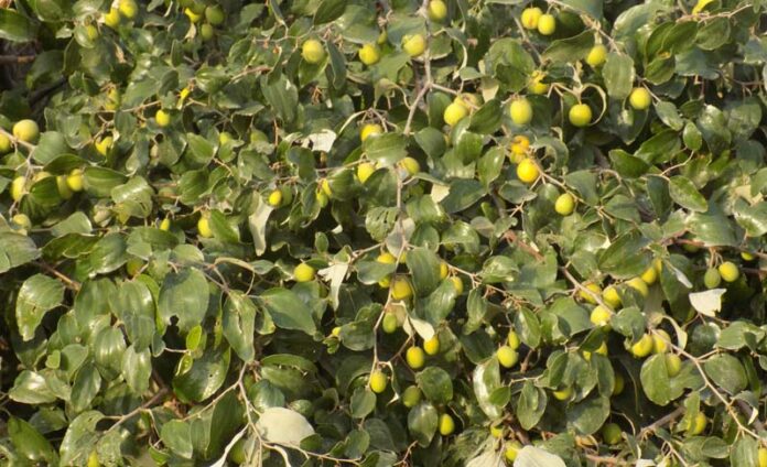 Open auction of plum fruits at Agricultural Research Center on Friday 7 January
