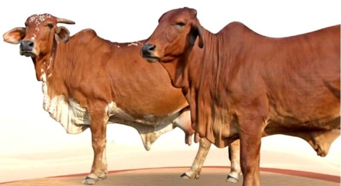 Bikaner's native Rathi breed cows shed rivers of milk, demand increased
