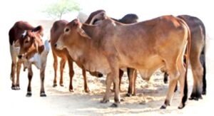 Bikaner's native Rathi breed cows shed rivers of milk, demand increased1