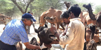 1442 animals including 300 camels were treated in the camp