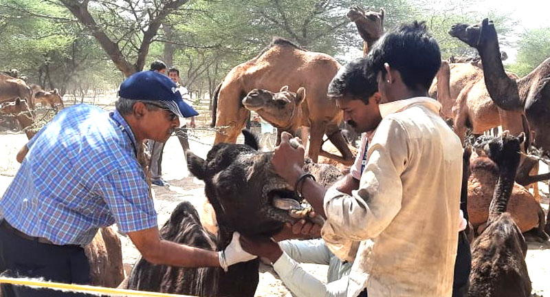 1442 animals including 300 camels were treated in the camp