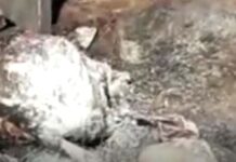 Dhani burnt on Diwali, farmer scorched, three goats died