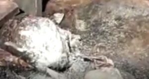 Dhani burnt on Diwali, farmer scorched, three goats died