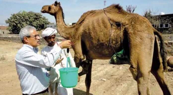 Now camel milk will be available across the country
