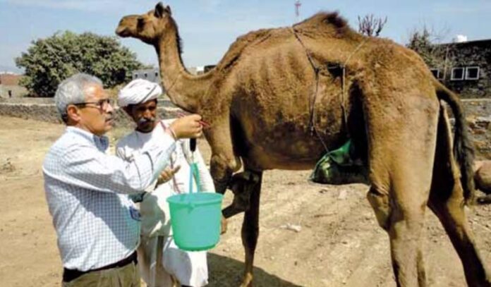 Now camel milk will be available across the country