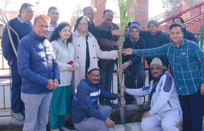 Plant saplings in the temple premises in the new year, auspicious prayer