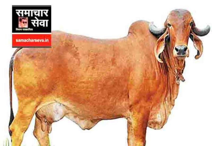 Why two families are at loggerheads over cow