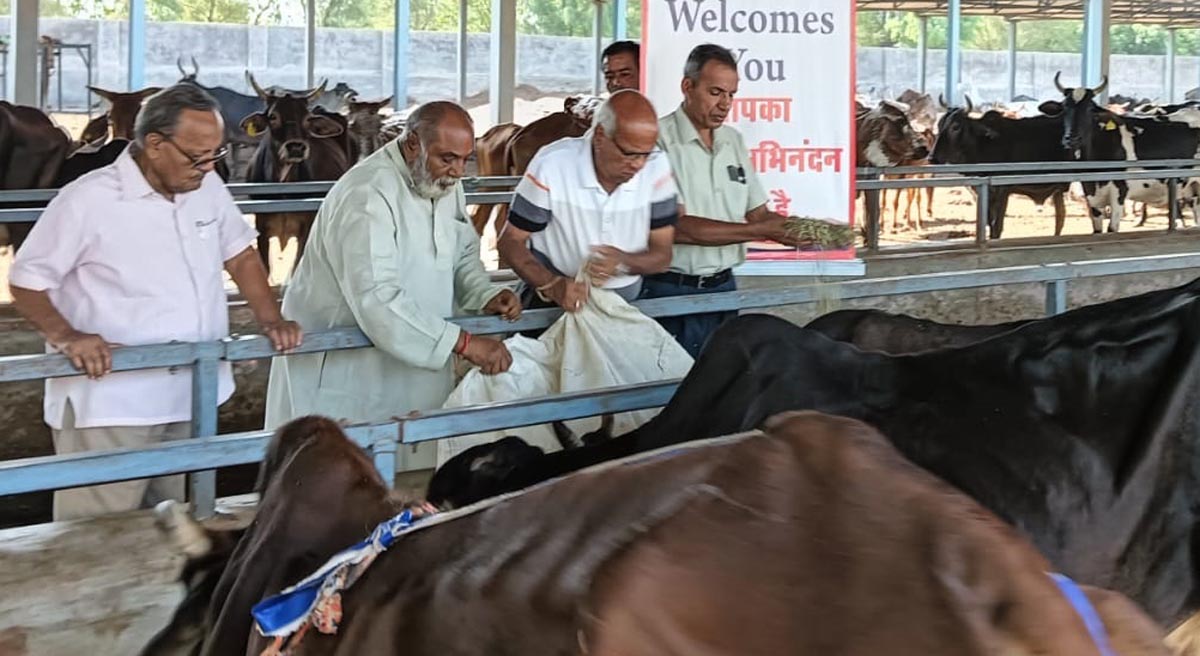 11 quintals of green fodder distributed in cowshed